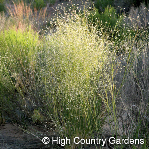 Ornamental Grasses