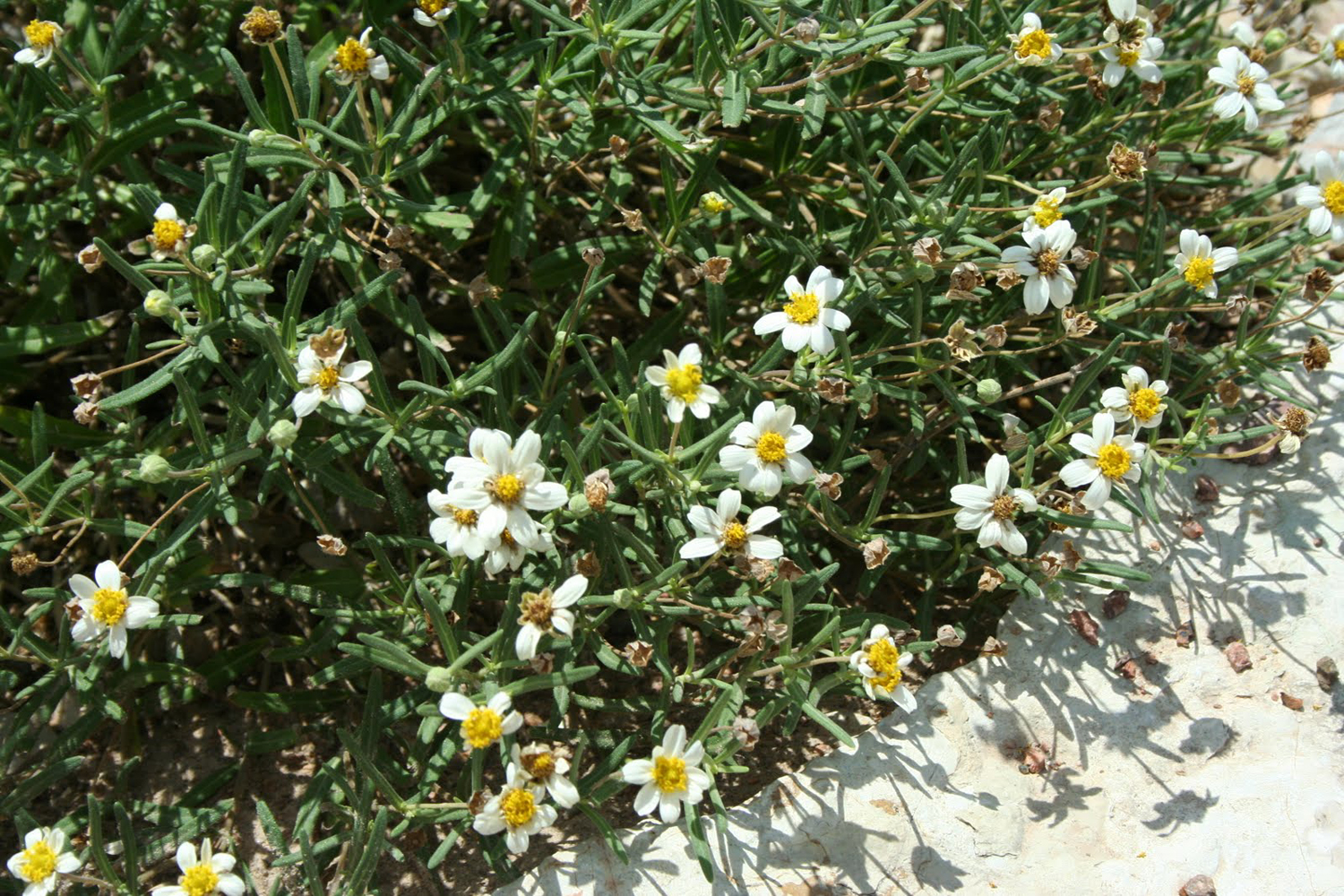 Blackfoot Daisy plantlist/perennials/Melampodium_leucanthum_3.jpg