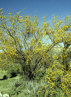 Shrubs