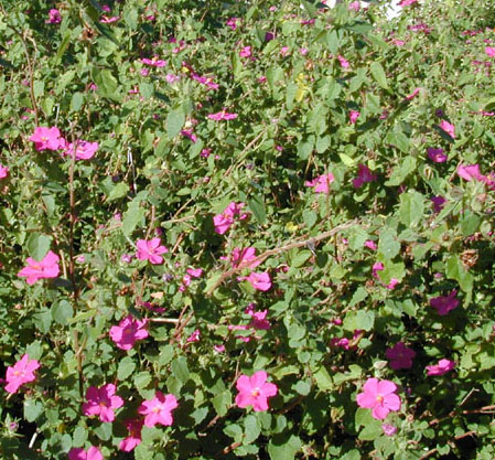 Rose Pavonia plantlist/shrubs/Pavonia_lasiopetala.jpg