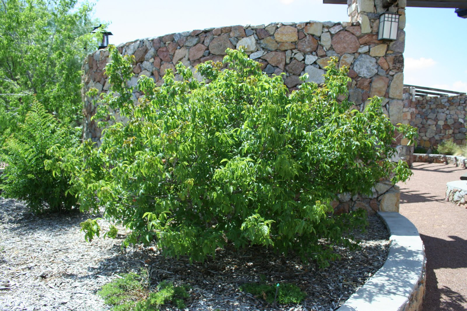 Mexican Buckeye plantlist/shrubs/Ungnadia_speciosa_3.jpg