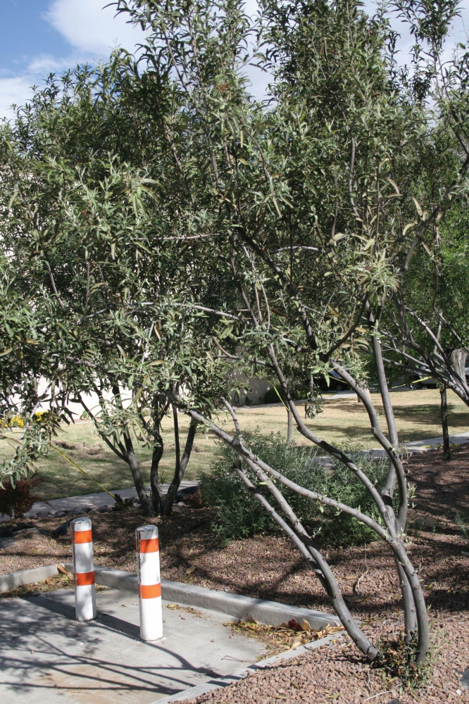 Rosewood plantlist/shrubs/Vauquelinia_Californica_2.jpg