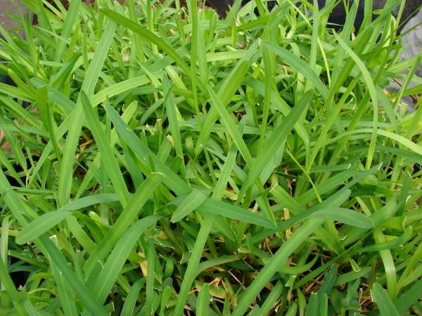 Turfgrass